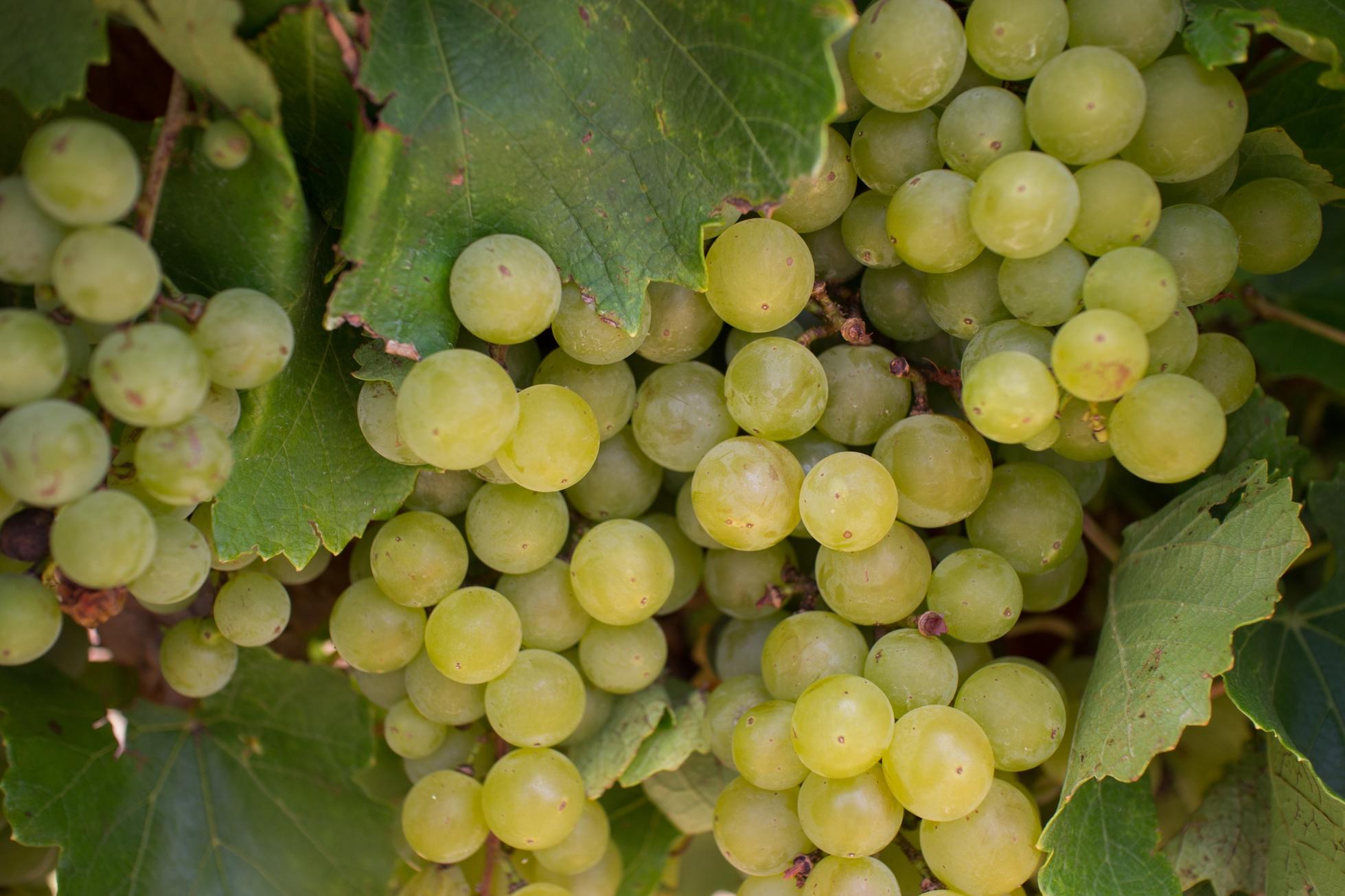 Wine Harvest