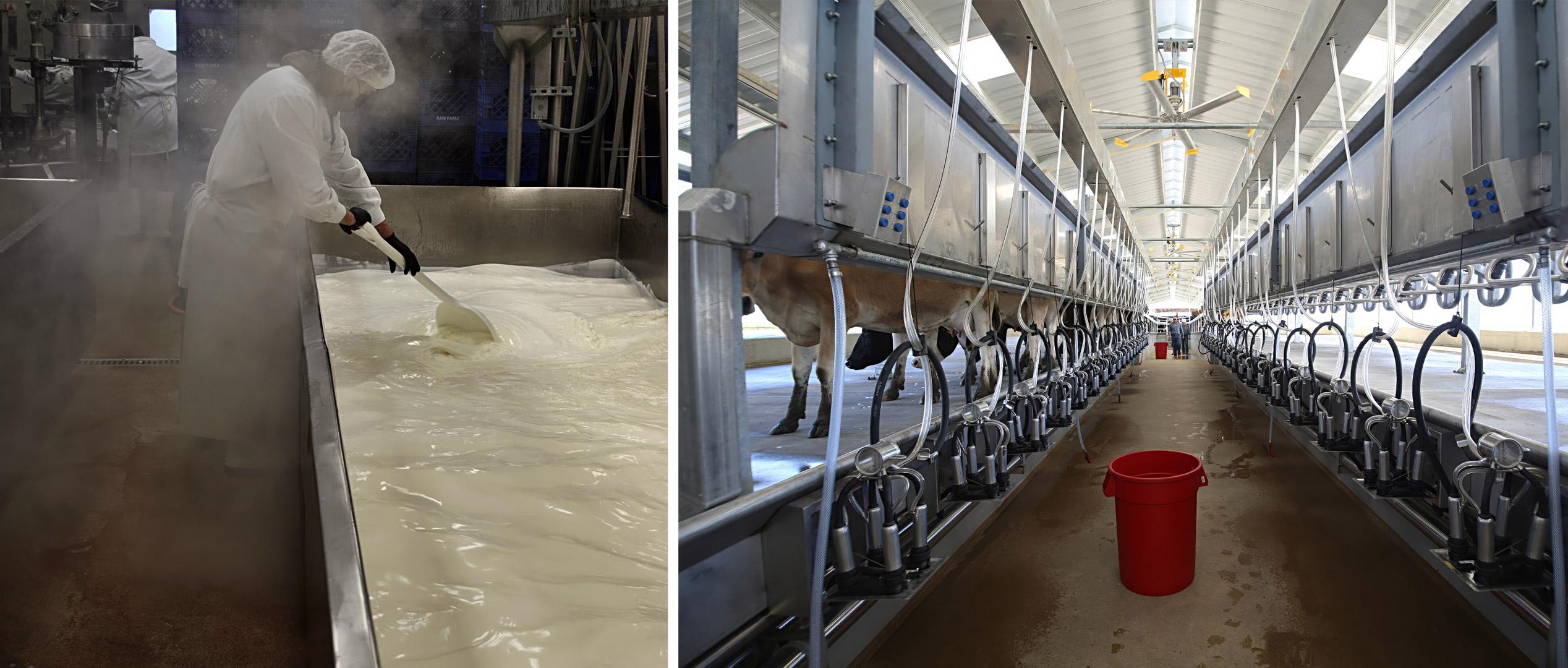 Photos of Raw Farm processing cow's milk