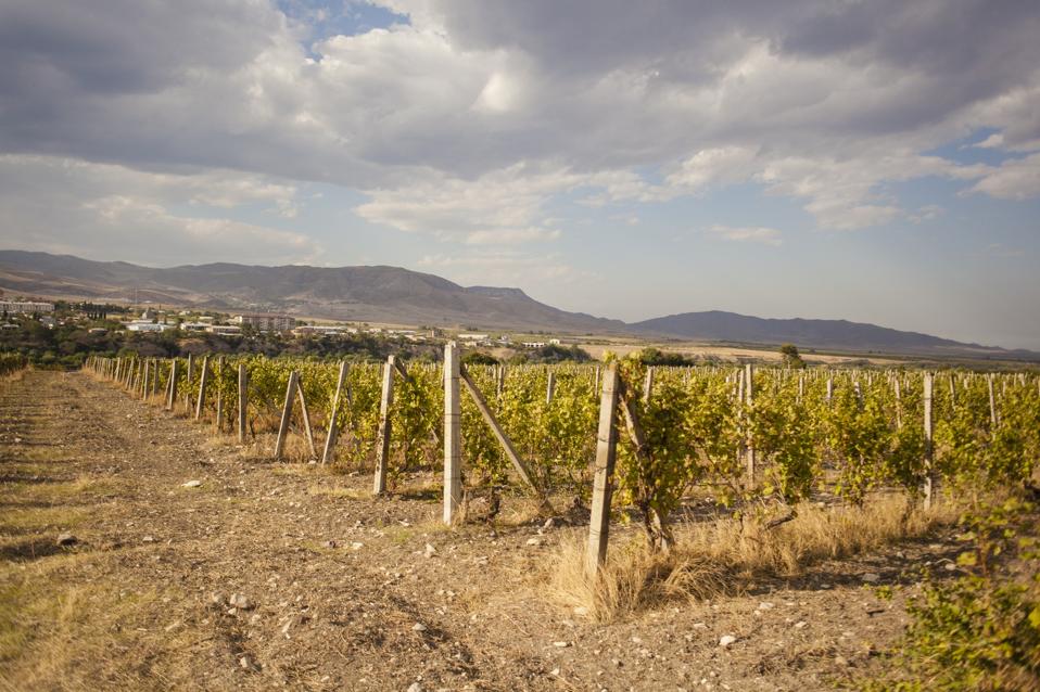 Vineyard in Nagorno Karabakh