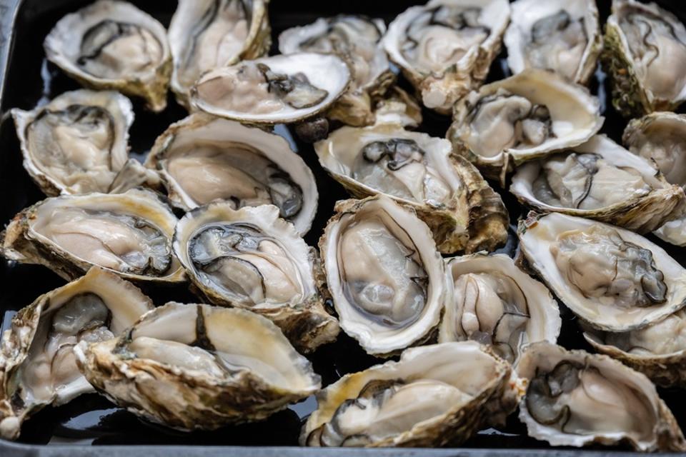Close up of fresh oysters
