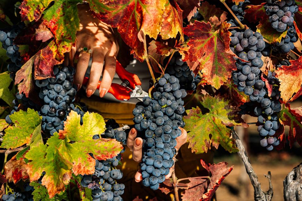 Zinfandel grapes at Dancing Estate
