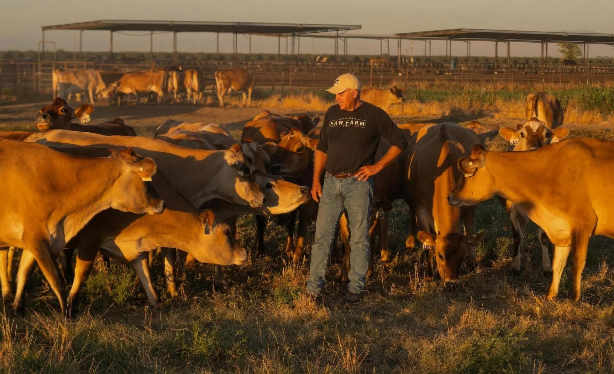 Mark McAfee surrounded by his cows