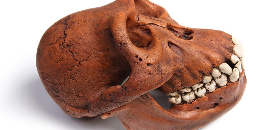 Meet The Extinct Monkeys That ‘Rafted’ Across The Atlantic Over 30 ...