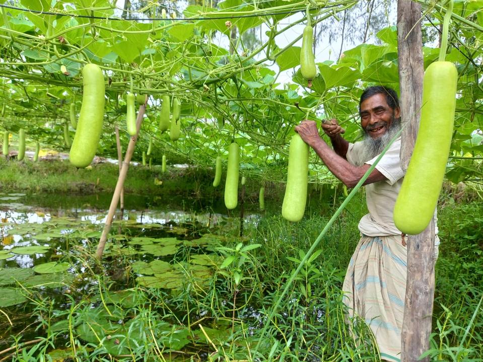 farmer harvests bottle gourd using sorjan method in bangladesh