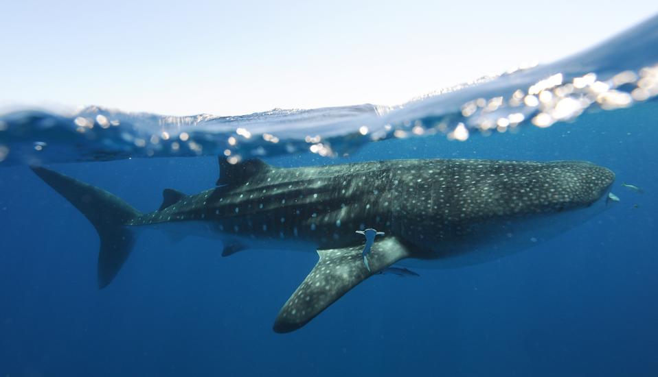 Paus Hiu Raksasa Manfaatkan Gunung Laut dan Platform Minyak untuk Mencari Makan