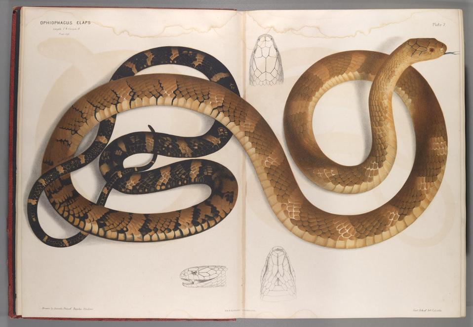 Reklasifikasi King Cobra: Ular Berbisa Terpanjang Kini Jadi Empat Spesies