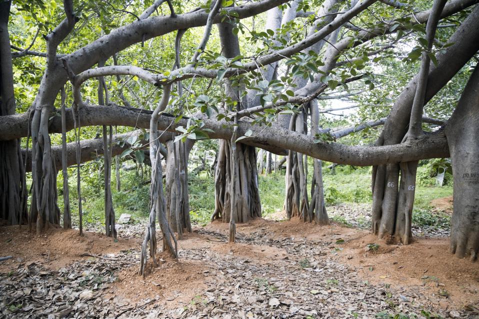 Thimmamma Marrimanu: Pohon Beringin Raksasa yang Menyatukan Alam dan Budaya