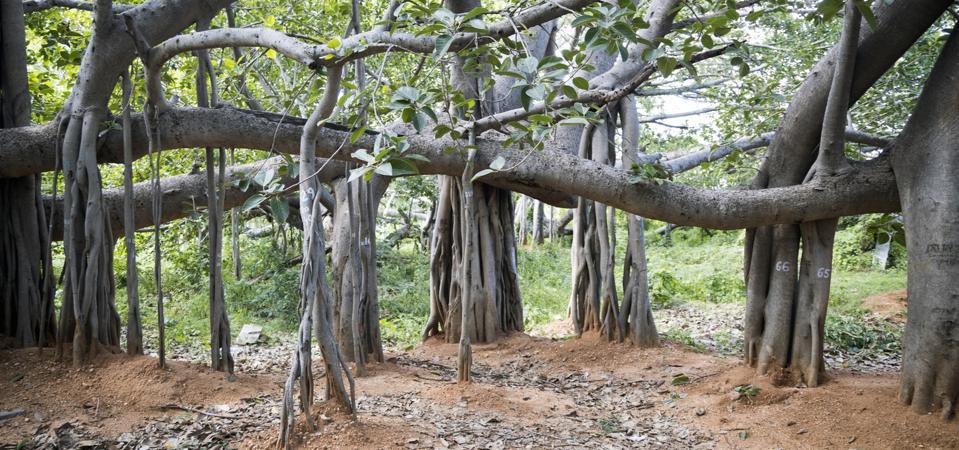 Thimmamma Marrimanu: Pohon Beringin Raksasa yang Menyatukan Alam dan Budaya