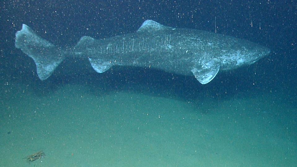 Southern Sleeper Shark Size