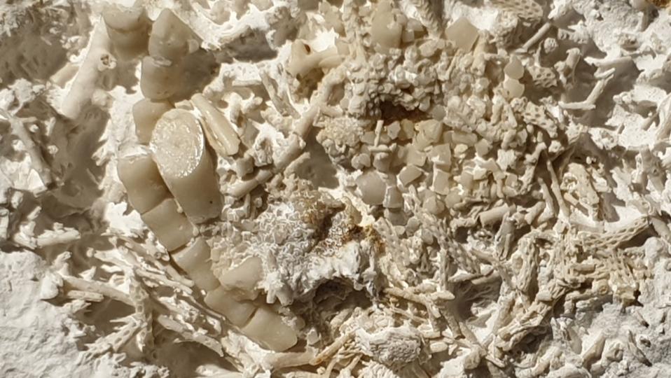 Fosil Muntahan 66 Juta Tahun Ungkap Jejak Makanan Laut Kapur di Denmark