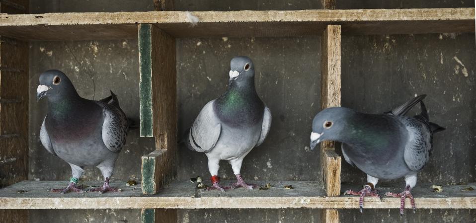 Merpati Pembawa Pesan Odisha: Warisan Komunikasi yang Bertahan di Era Digital