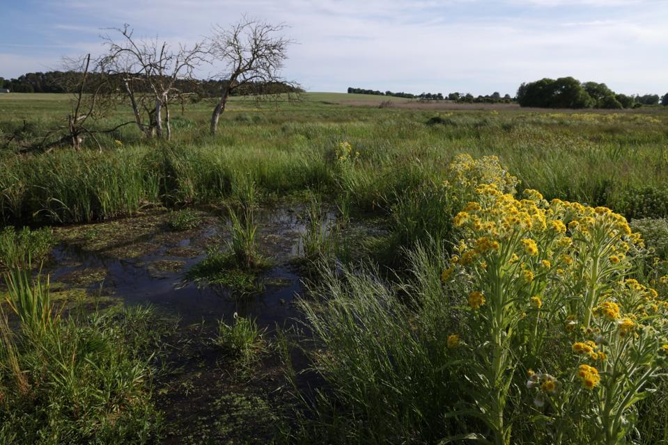 Lahan Basah: Pahlawan Tersembunyi dalam Perang Melawan Perubahan Iklim