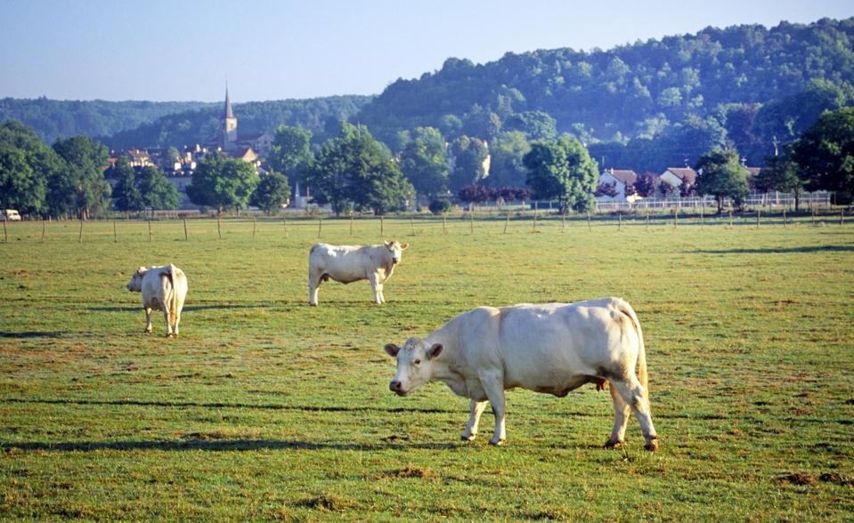 Apakah Pertanian Regeneratif Solusi Terbaik Menghadapi Perubahan Iklim?