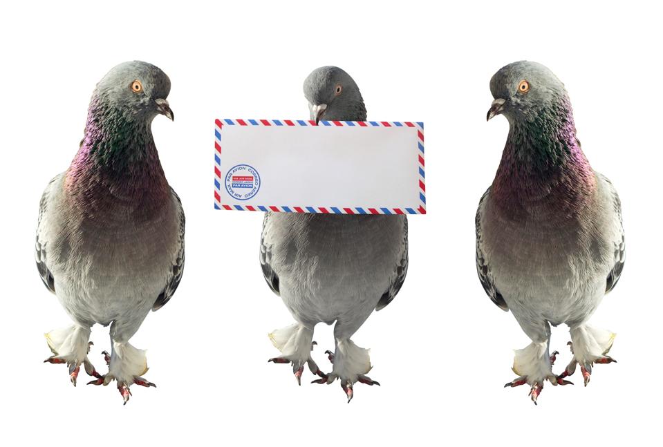 Keajaiban Merpati Penempuh: Metode Kirim Pesan Jarak Jauh Zaman Kuno