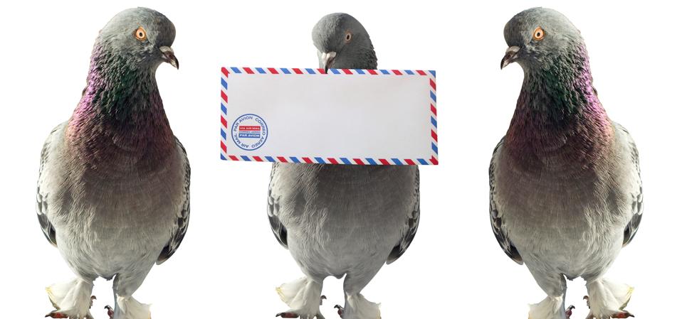 Keajaiban Merpati Penempuh: Metode Kirim Pesan Jarak Jauh Zaman Kuno