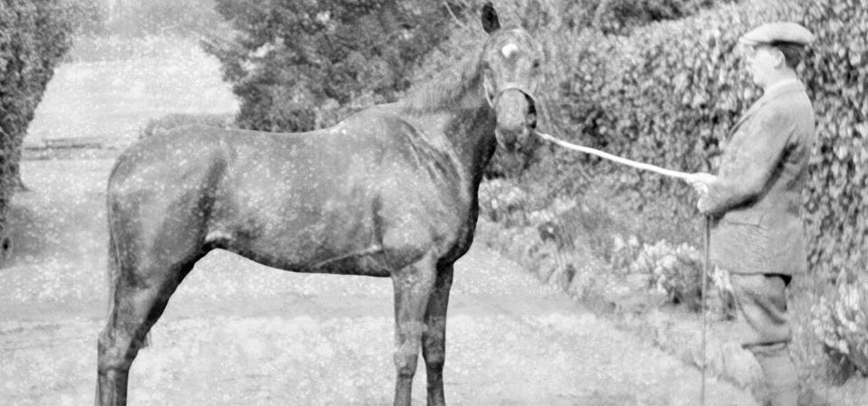 Warrior: Kuda Legendaris yang Bertahan Hidup dari Perang Dunia I