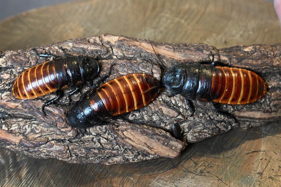 Rayakan Valentine dengan Cara Unik: Kehormatan Mantan Lewat Nama Hewan di Kebun Binatang