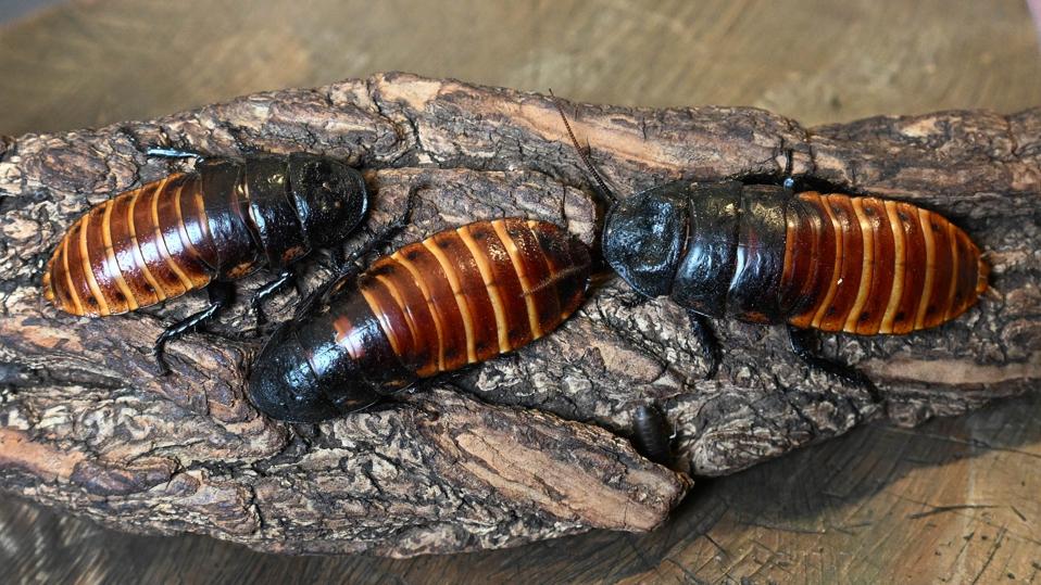 Rayakan Valentine dengan Cara Unik: Kehormatan Mantan Lewat Nama Hewan di Kebun Binatang