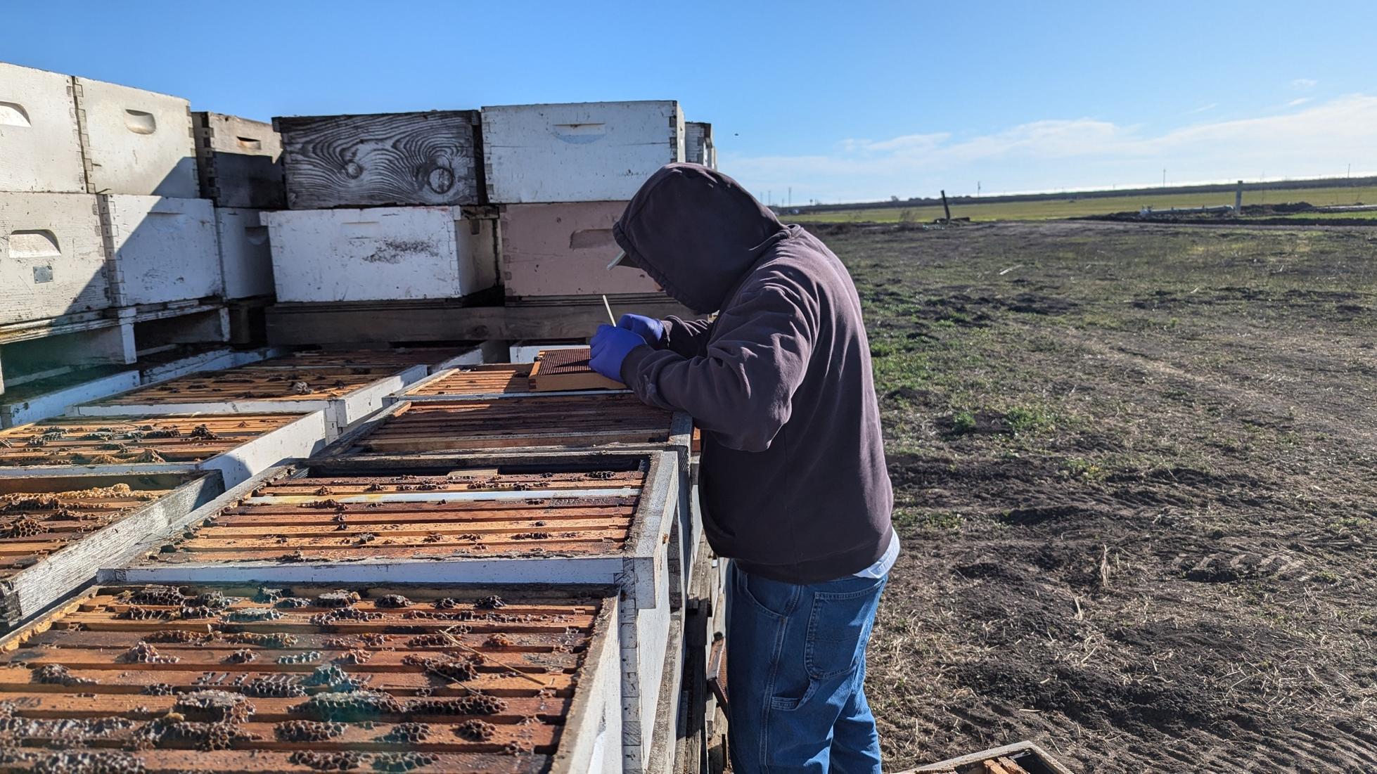 Kematian Massal Lebah Ancaman Besar untuk Penyerbukan dan Pertanian AS
