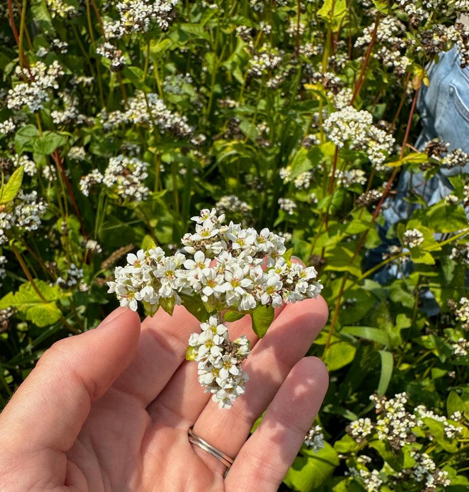 Buckwheat at Luke Peterson Farms