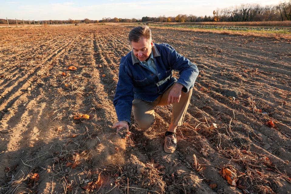 Three-month drought affects pumpkin fields in Peconic, New York