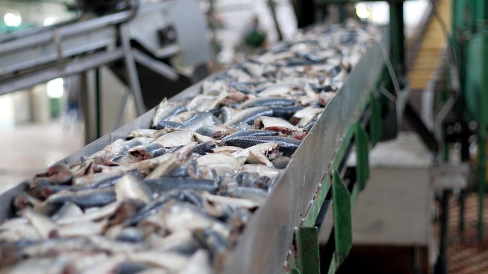 conveyor belt with fresh fish