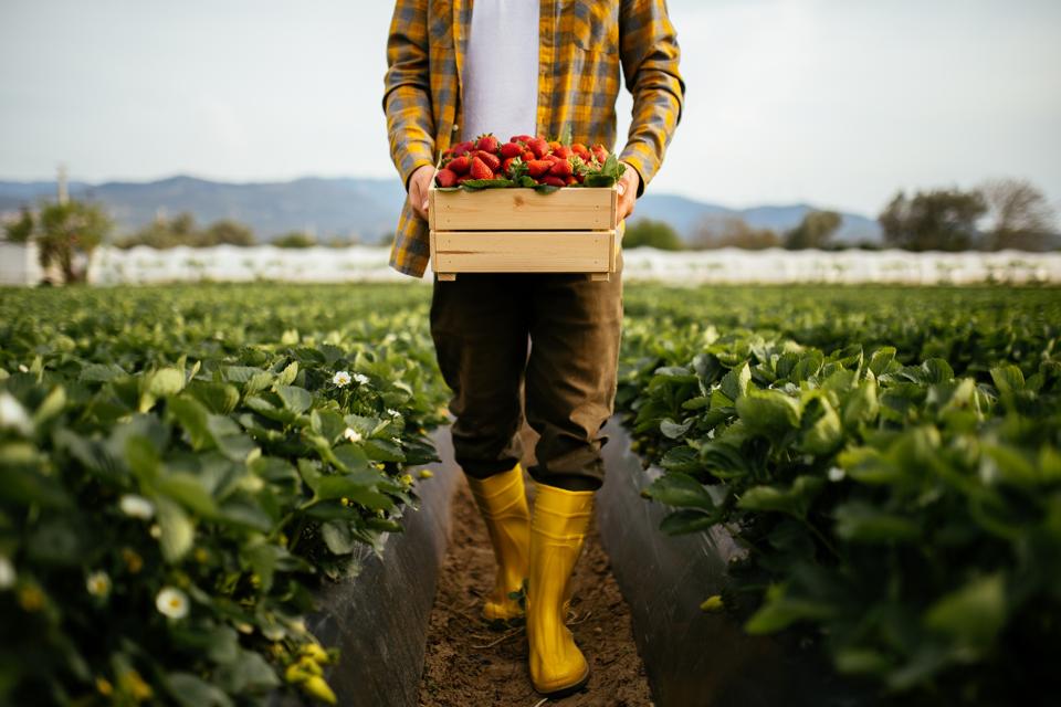 Young farmer men a basket filled with strawberries