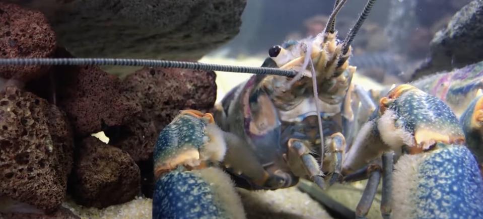 Ancaman Crayfish Asal Australia yang Menyebar di Texas dan Risiko Ekosistem
