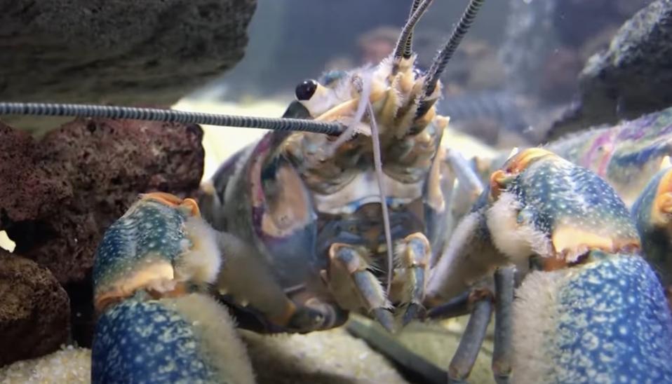 Ancaman Crayfish Asal Australia yang Menyebar di Texas dan Risiko Ekosistem