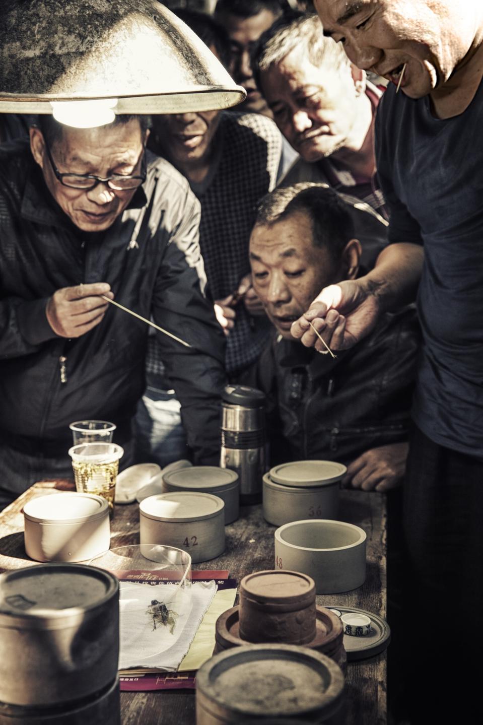 Keunikan dan Ilmu di Balik Tradisi Adu Jangkrik di Cina