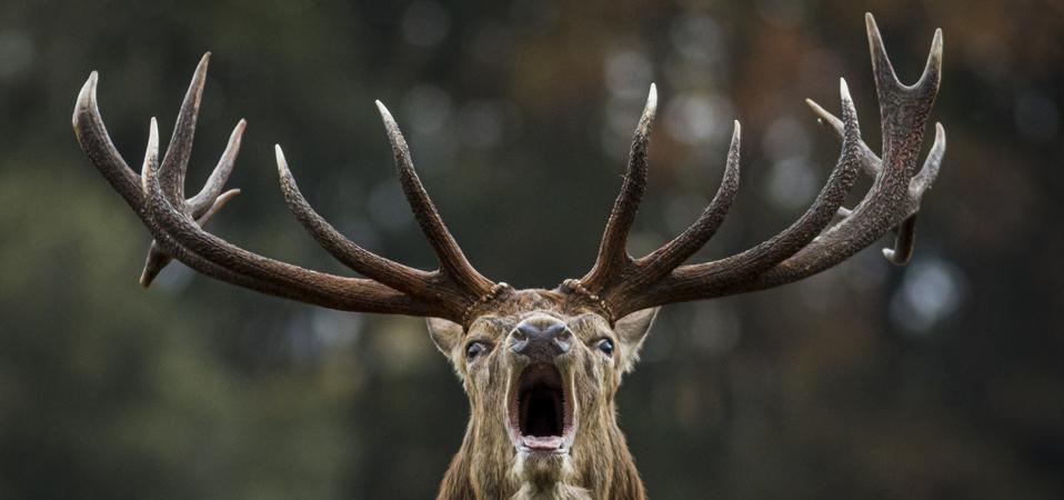 Mengenal Penyakit Mematikan 'Zombie Deer': Penyebaran dan Bahayanya