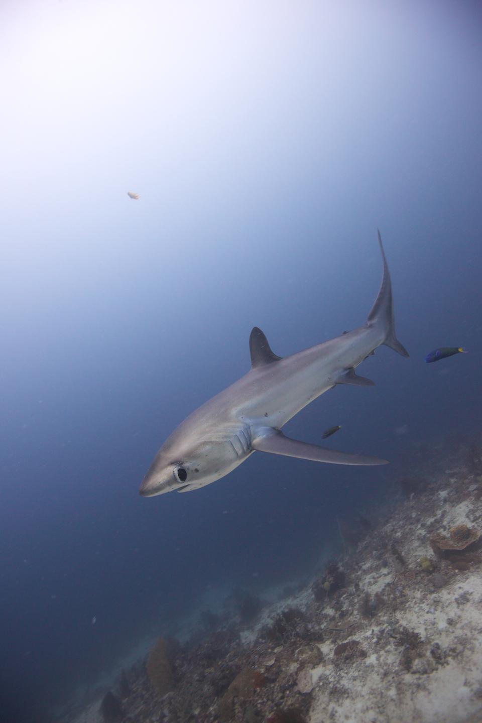 Strategi Alternatif Penghidupan untuk Selamatkan Hiu Pelagic Thresher di Indonesia