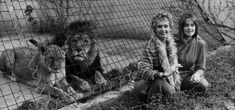 In 1981, 70 People Were Mauled On The Set Of The ‘Most Dangerous Film ...