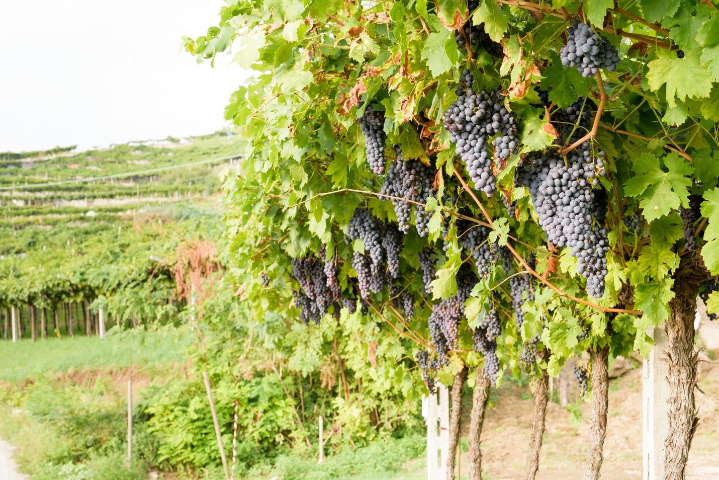 Red grapes in Valpolicella