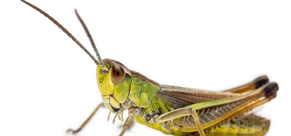 Meet The ‘Sacred Insect’ That Decided The Fate Of Kublai Khan’s 1279 ...