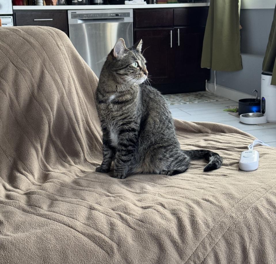 A cat sitting on the Serta heated blanket. 