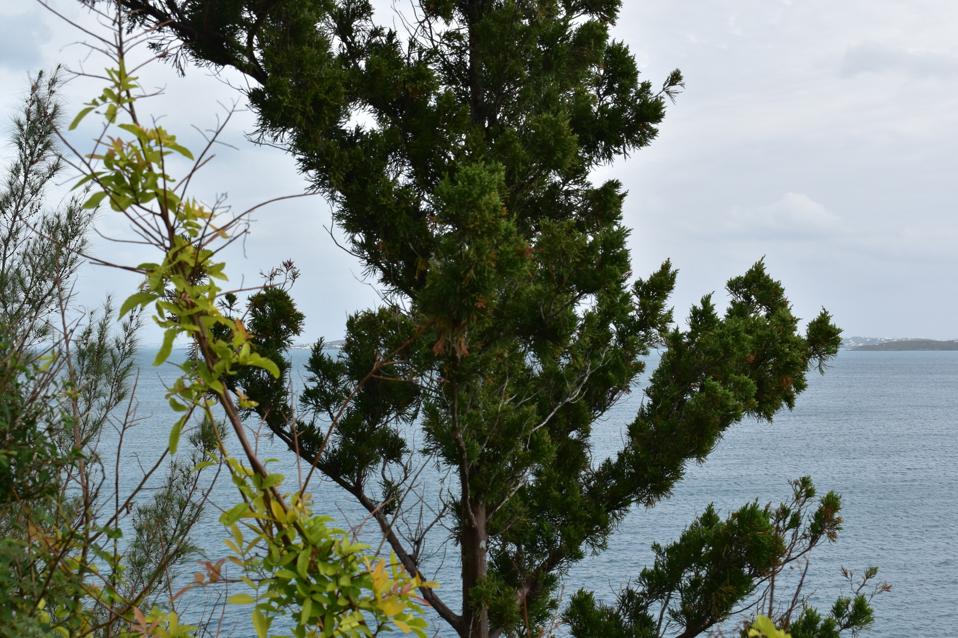 Bermudian cedar tree ocean view