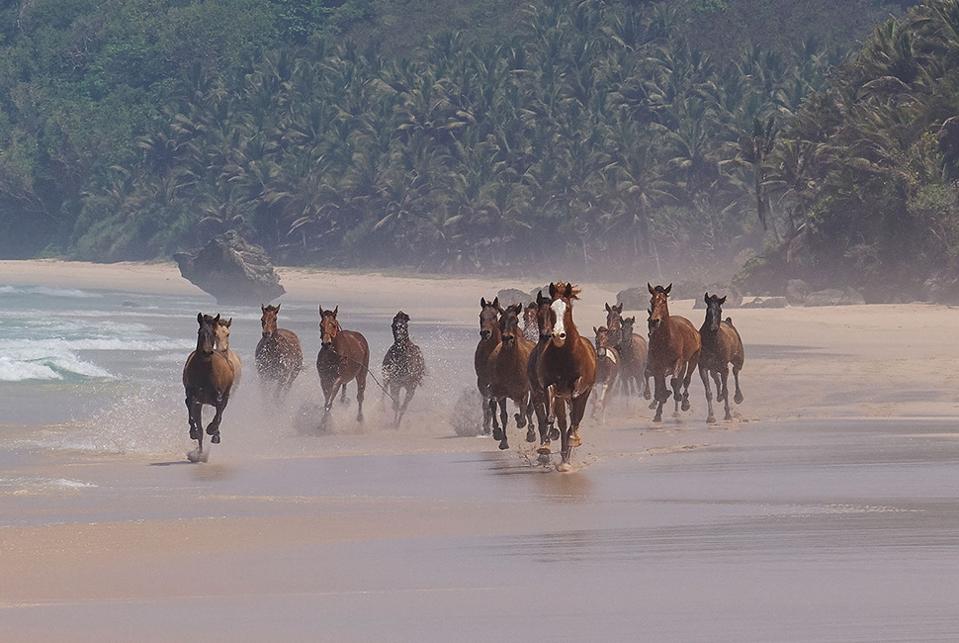 Horsing around on the beach.