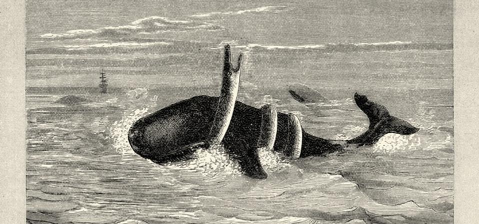 Colossaeus The Largest Sea Snake Of All Time Grew Up To 40 Feet Long And Hunted ...