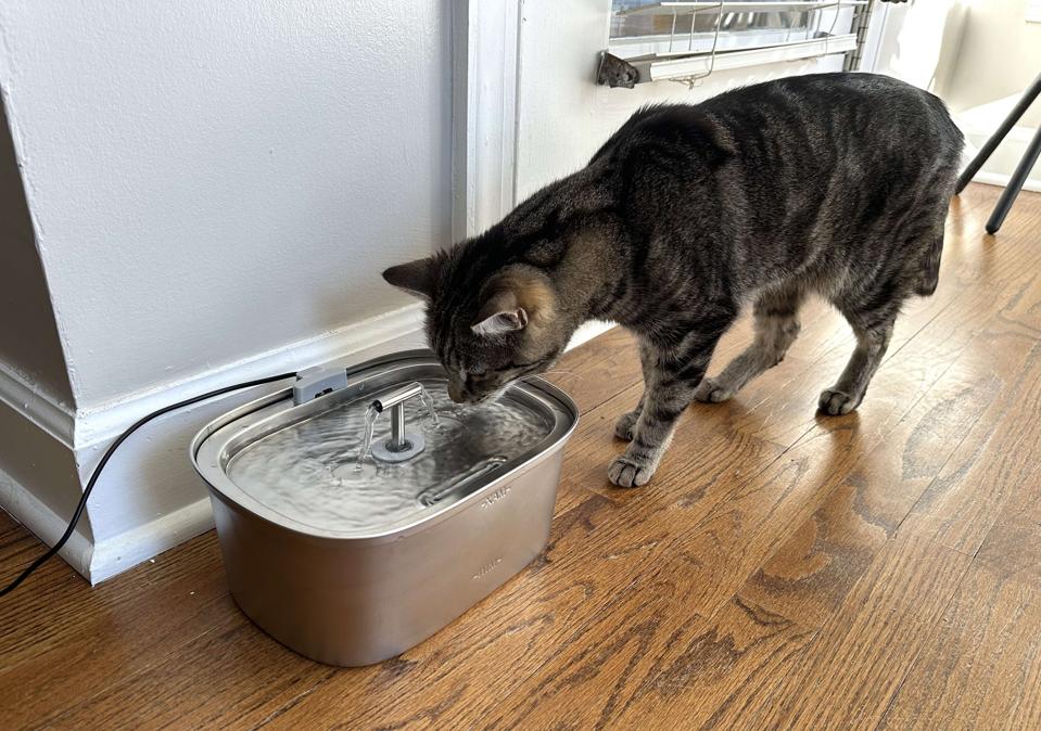 Best Cat Water Fountains 2025 - Forbes Vetted