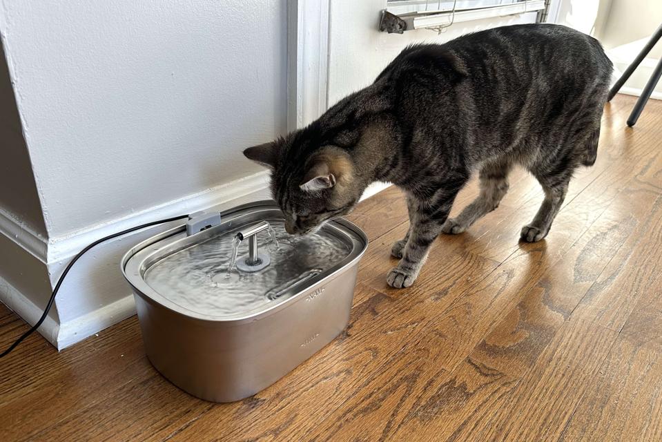 Best Cat Water Fountains 2025 - Forbes Vetted