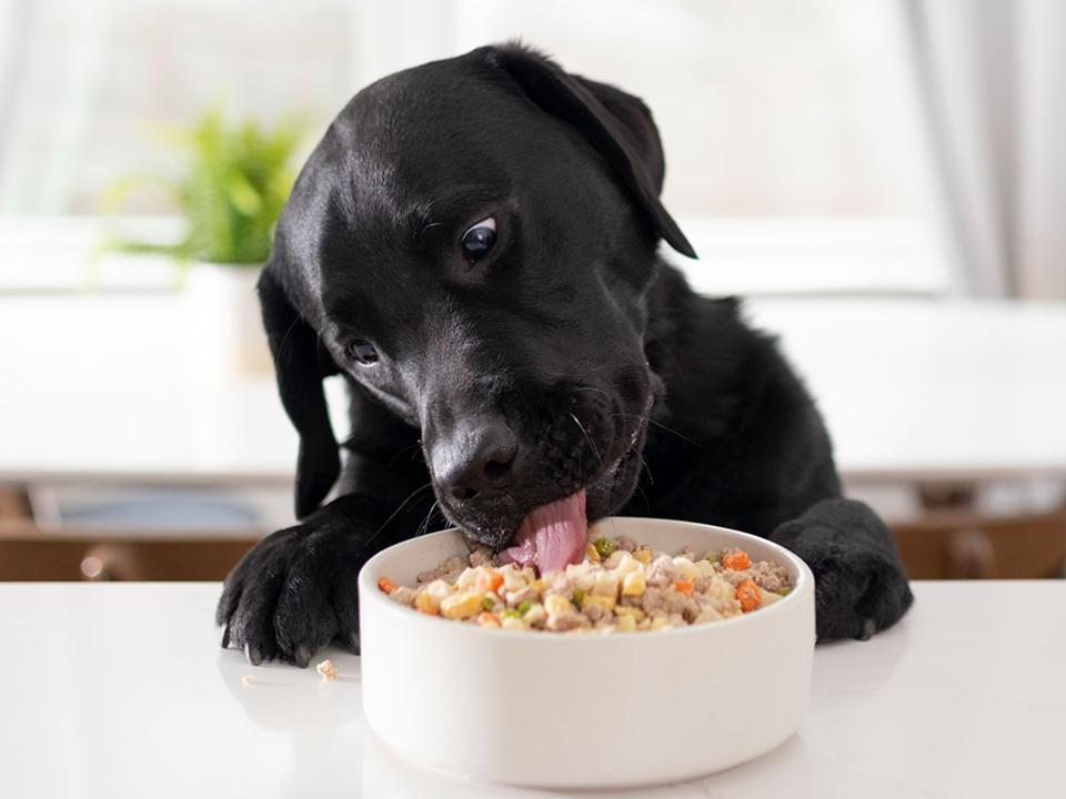 Do Vets Recommend Fresh Dog Food? Expert Insights Revealed