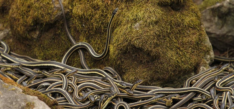 Sequent Snake Inside The World’s Largest Snake Gathering—Why Over 75,000 Snakes Swarm ...