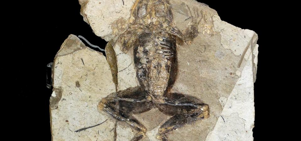 Rare Frog Thought To Be Extinct Rediscovered After A 130-Year-Long ...