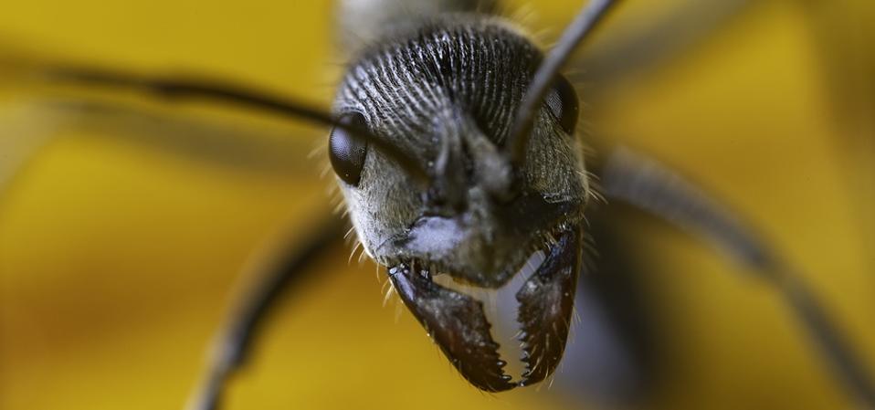 Southeast Asiaβs Exploding Ant Dies So Its Colony Can Live β A ...