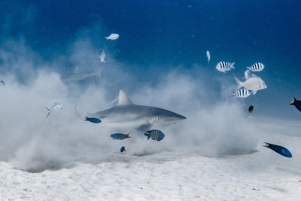 When Sharks Return, Reefs Respond