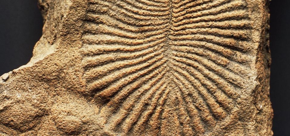 In 2018, Dickinsonia Was Classified As The Oldest Known Animal — A ...