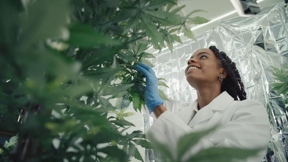 How To Launch Your Career In The Cannabis Industry