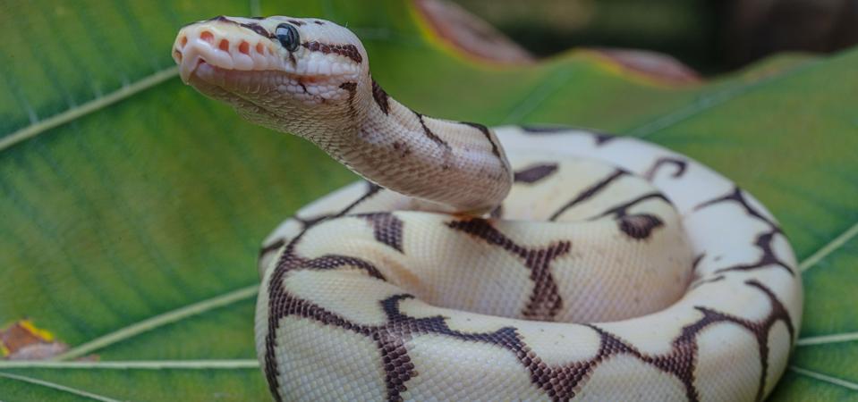 A Herpetologist Reveals The 4 Most Popular Pet Snakes—And Gives Advice ...