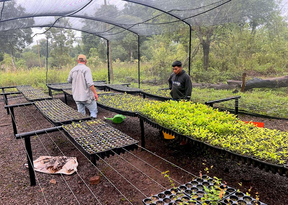 Regenerative yerba mate nursery in Misiones Province, Argentina